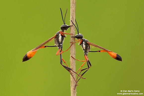 Ammophila procera