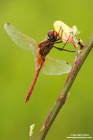 Sympetrum fonscolombii