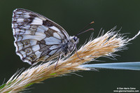 Melanargia galathea
