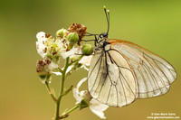 Aporia crataegi
