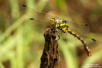 Cordulegaster boltonii