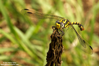 Cordulegaster boltonii