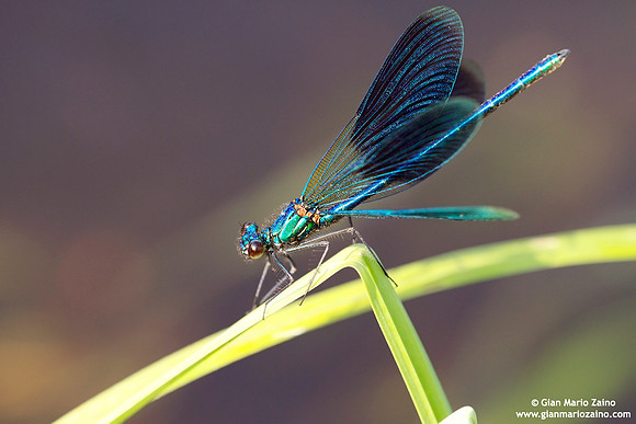 Calopteryx virgo