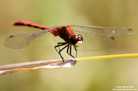 Sympetrum costiferum