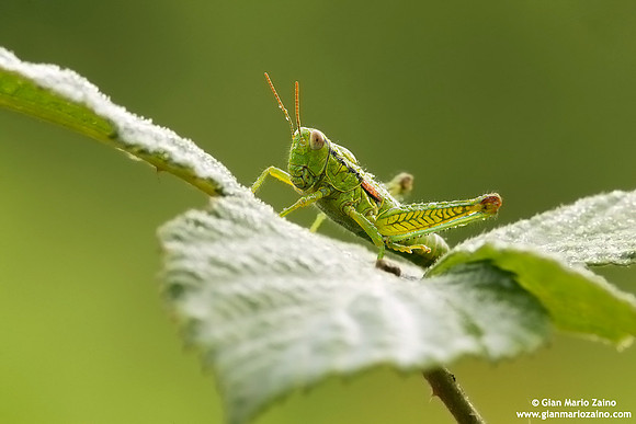 Gryllus campestris
