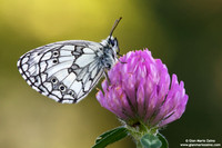Melanargia galathea