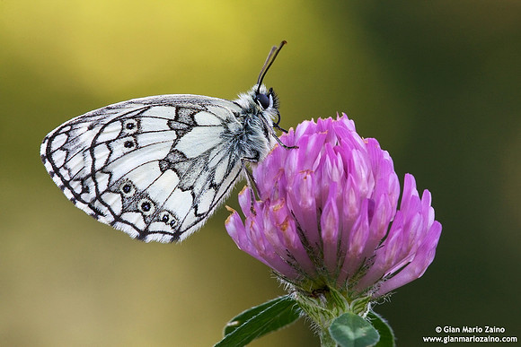 Melanargia galathea