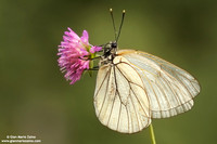 Aporia crataegi