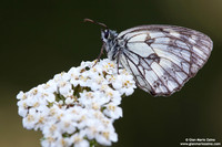 Melanargia galathea