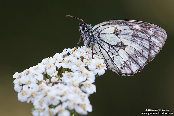 Melanargia galathea