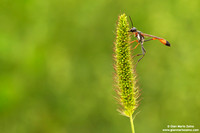 Ammophila procera