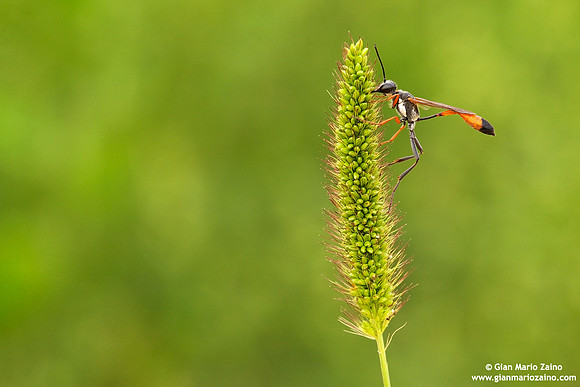 Ammophila procera