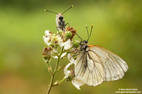 Aporia crataegi