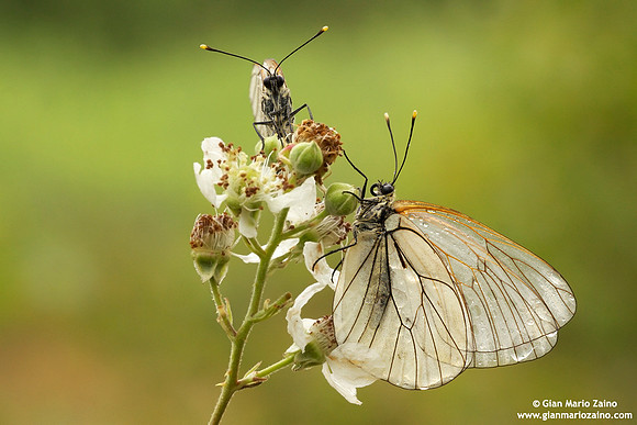 Aporia crataegi