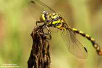 Cordulegaster boltonii
