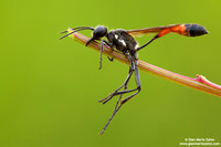 Ammophila procera