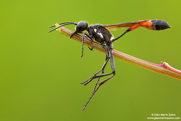 Ammophila procera