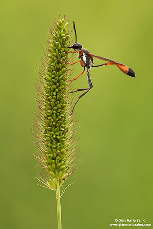 Ammophila procera