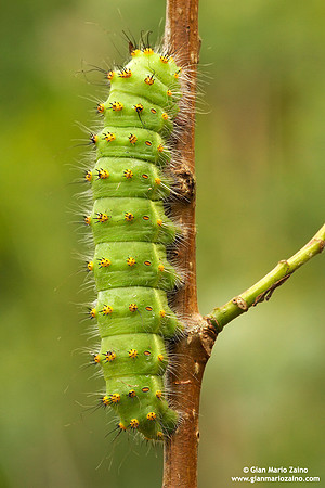 Saturnia pavoniella