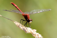 Sympetrum costiferum