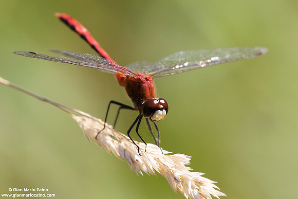 Sympetrum costiferum