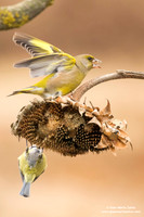 Chloris chloris / Verdone comune / European greenfinch / Verdier d'Europe