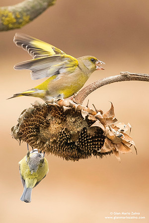 Chloris chloris / Verdone comune / European greenfinch / Verdier d'Europe