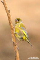 Chloris chloris / Verdone comune / European greenfinch / Verdier d'Europe
