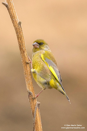 Chloris chloris / Verdone comune / European greenfinch / Verdier d'Europe