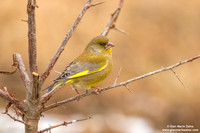 Chloris chloris / Verdone comune / European greenfinch / Verdier d'Europe