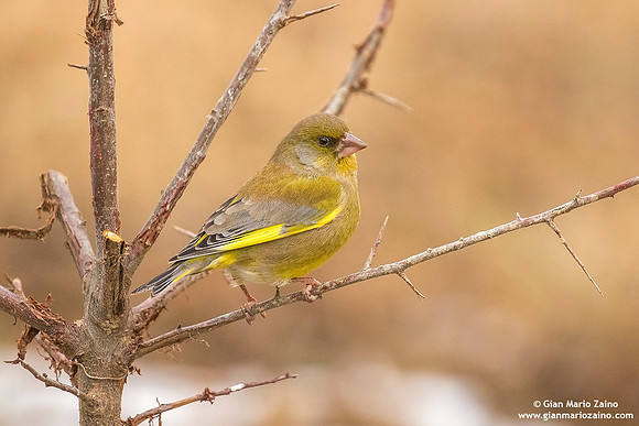 Chloris chloris / Verdone comune / European greenfinch / Verdier d'Europe