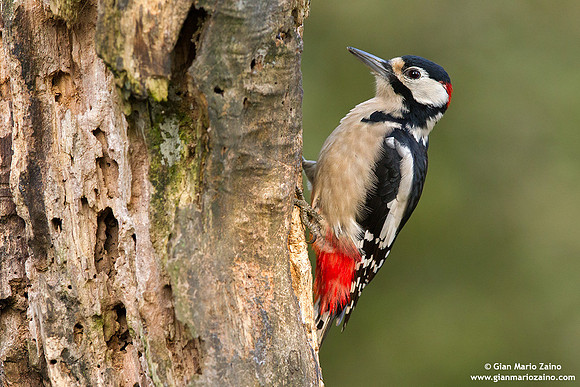 Dendrocopos major / Picchio rosso maggiore / Great spotted woodpecker / Pic épeiche
