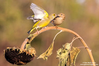 Chloris chloris / Verdone comune / European greenfinch / Verdier d'Europe