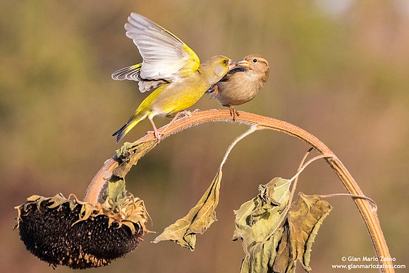 Chloris chloris / Verdone comune / European greenfinch / Verdier d'Europe