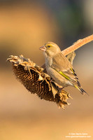 Chloris chloris / Verdone comune / European greenfinch / Verdier d'Europe