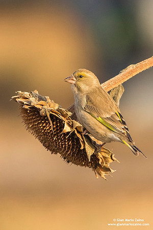 Chloris chloris / Verdone comune / European greenfinch / Verdier d'Europe