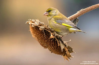 Chloris chloris / Verdone comune / European greenfinch / Verdier d'Europe