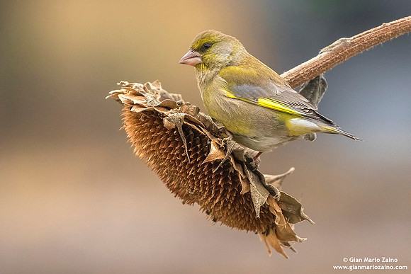 Chloris chloris / Verdone comune / European greenfinch / Verdier d'Europe