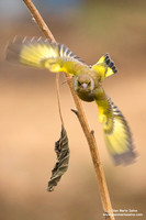 Chloris chloris / Verdone comune / European greenfinch / Verdier d'Europe