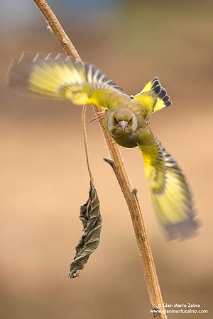 Chloris chloris / Verdone comune / European greenfinch / Verdier d'Europe