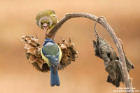 Chloris chloris / Verdone comune / European greenfinch / Verdier d'Europe