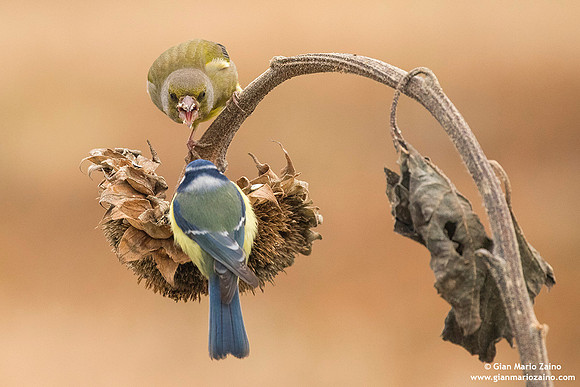Chloris chloris / Verdone comune / European greenfinch / Verdier d'Europe