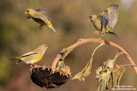 Chloris chloris / Verdone comune / European greenfinch / Verdier d'Europe