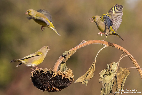 Chloris chloris / Verdone comune / European greenfinch / Verdier d'Europe