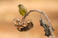 Chloris chloris / Verdone comune / European greenfinch / Verdier d'Europe