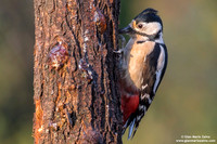 Dendrocopos major / Picchio rosso maggiore / Great spotted woodpecker / Pic épeiche