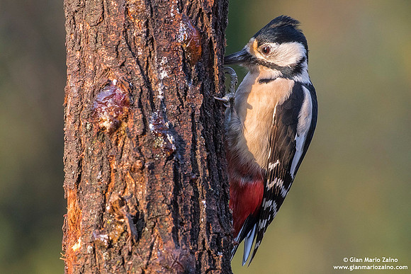 Dendrocopos major / Picchio rosso maggiore / Great spotted woodpecker / Pic épeiche