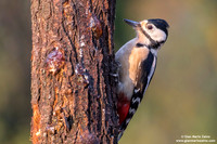 Dendrocopos major / Picchio rosso maggiore / Great spotted woodpecker / Pic épeiche