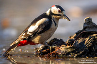 Dendrocopos major / Picchio rosso maggiore / Great spotted woodpecker / Pic épeiche
