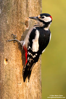Dendrocopos major / Picchio rosso maggiore / Great spotted woodpecker / Pic épeiche